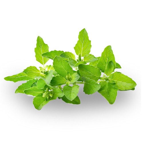 21 leaves